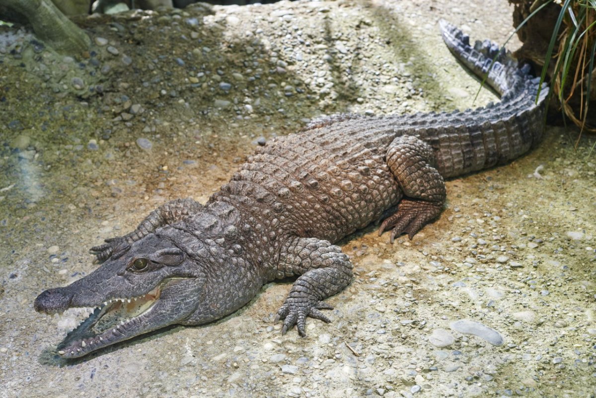 Миндорский крокодил