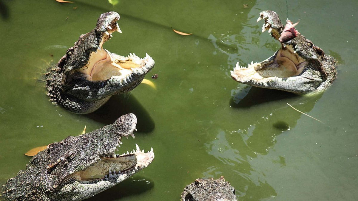 Река Нил в Египте с крокодилами