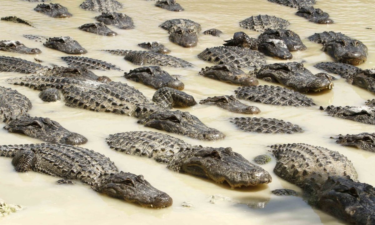 Река Лимпопо крокодилы