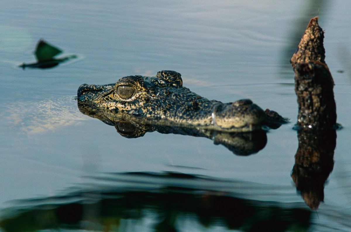 Cuban Crocodile animal