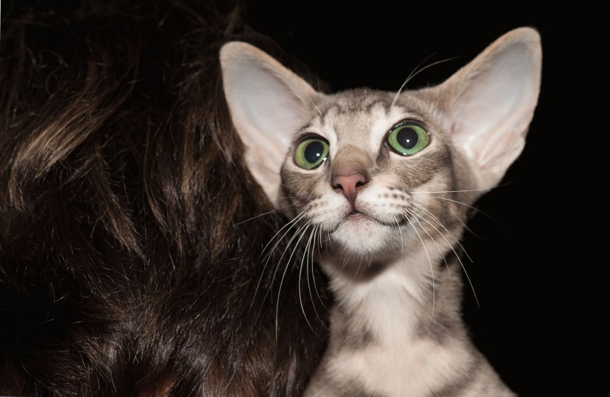 Ориентальная кошка