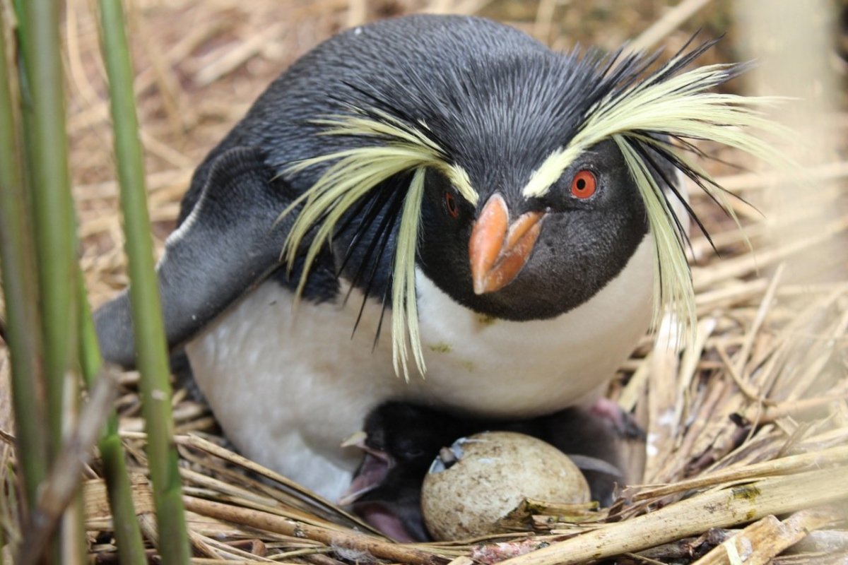 Золотоволосый Пингвин в Антарктиде
