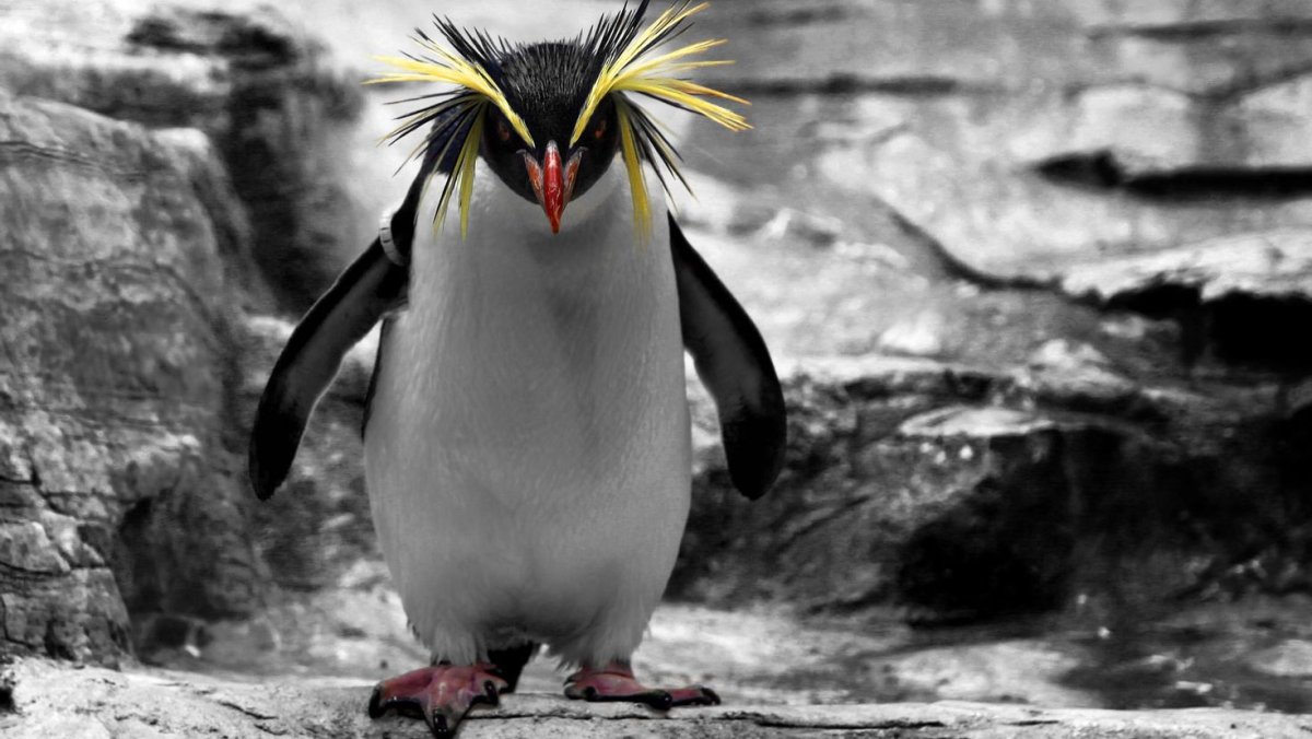 Макаронный Пингвин