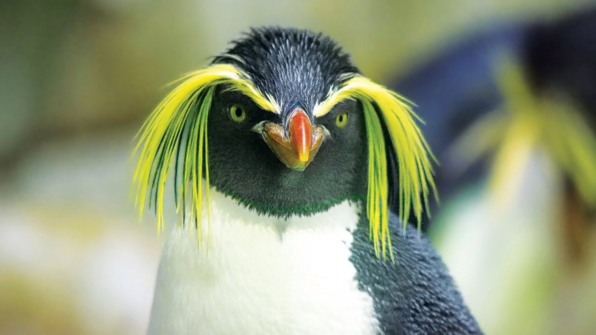 Королевский Пингвин с хохолком