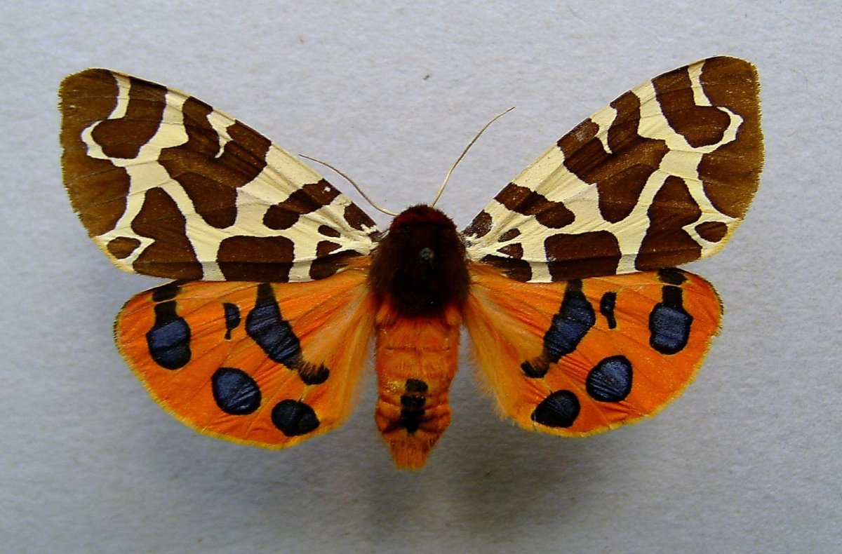 Ночная бабочка Медведица Кайя