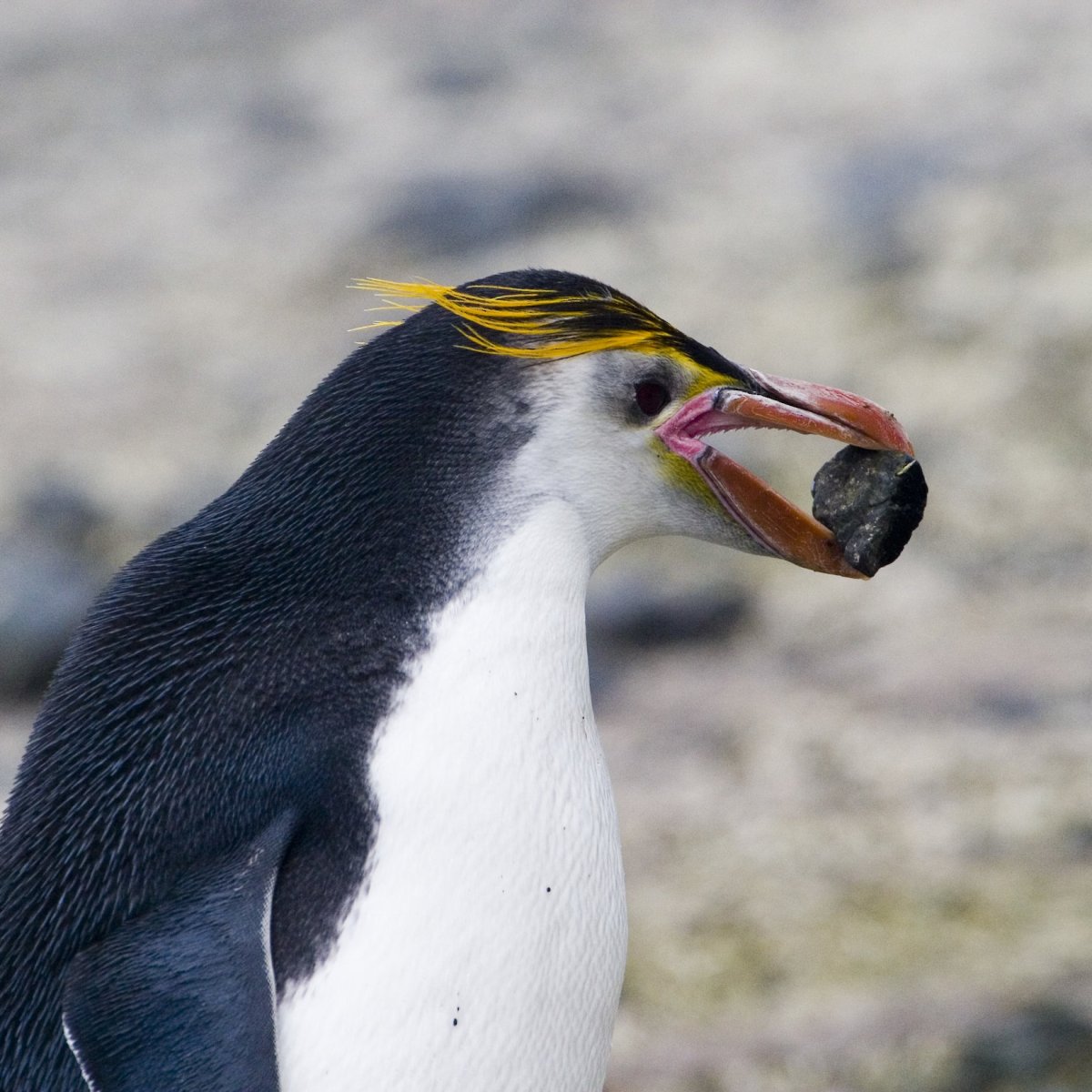Лысый Пингвин