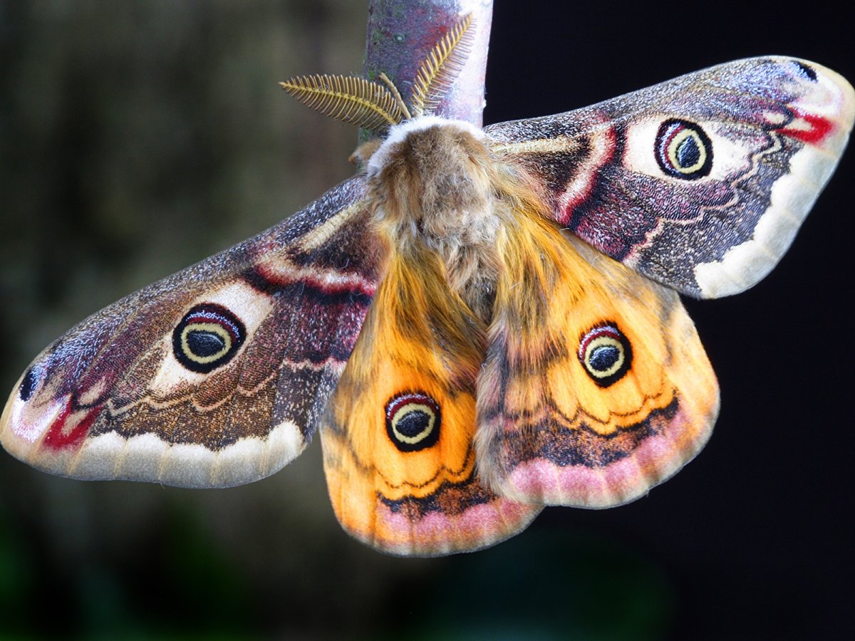 Павлиноглазка Бражник