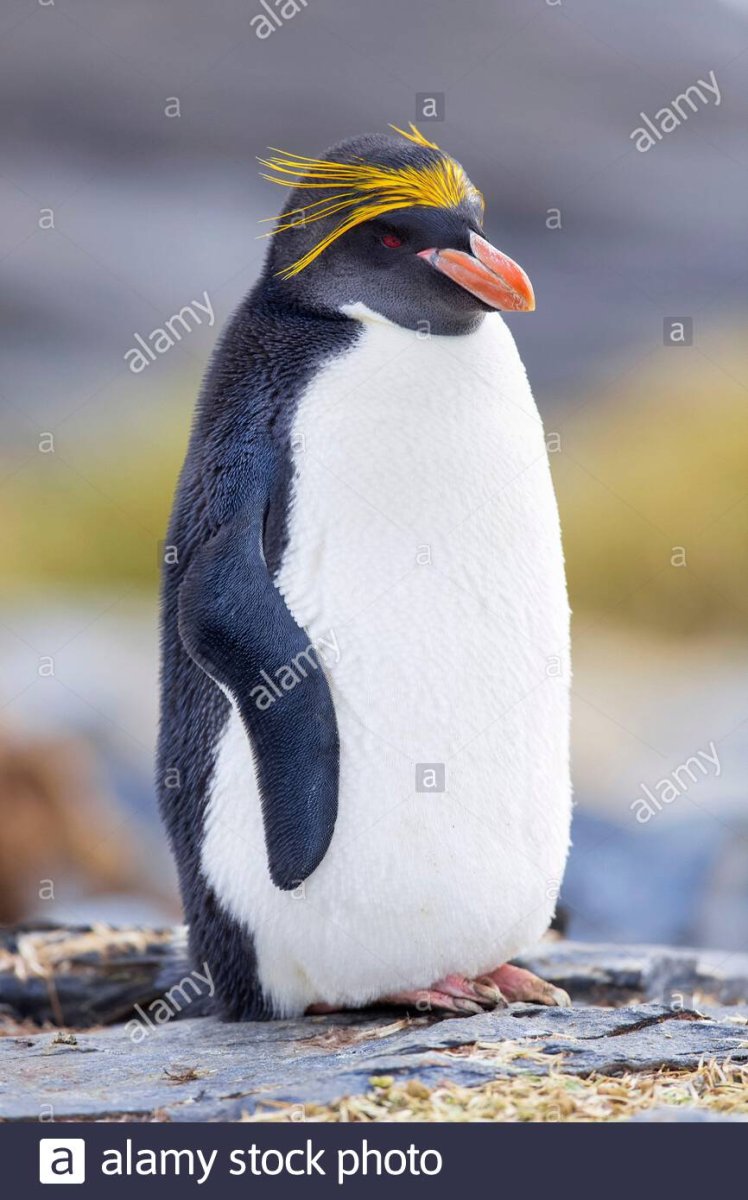 Покров пингвина