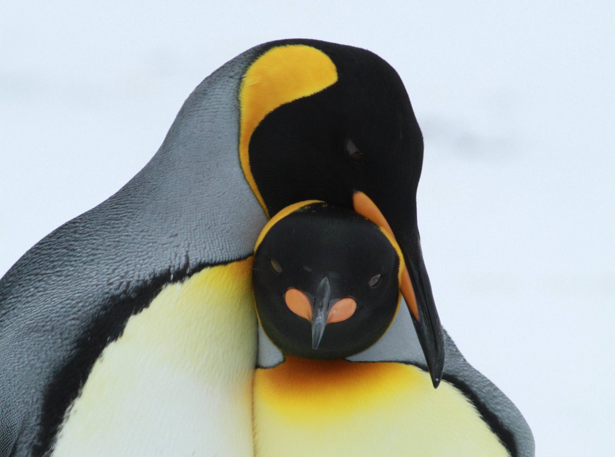 Ареал обитания пингвинов