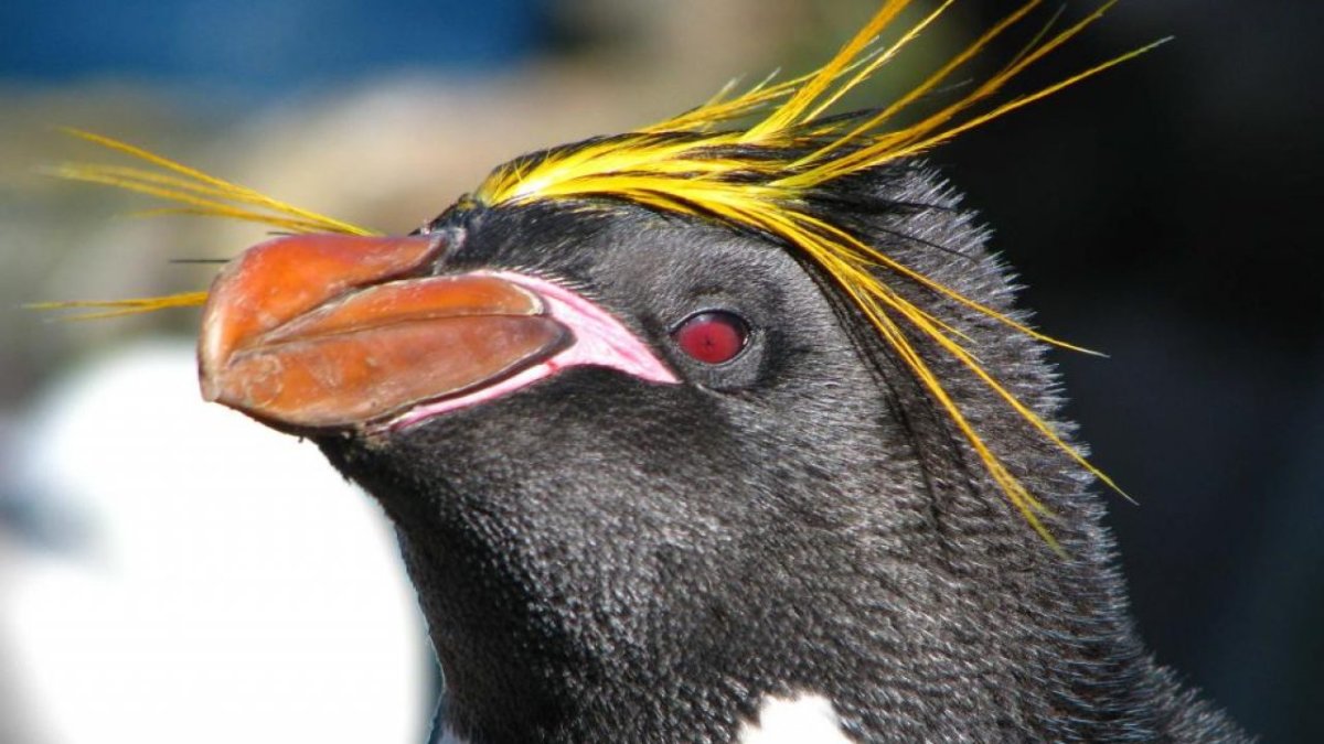 Золотоволосый Пингвин в Антарктиде
