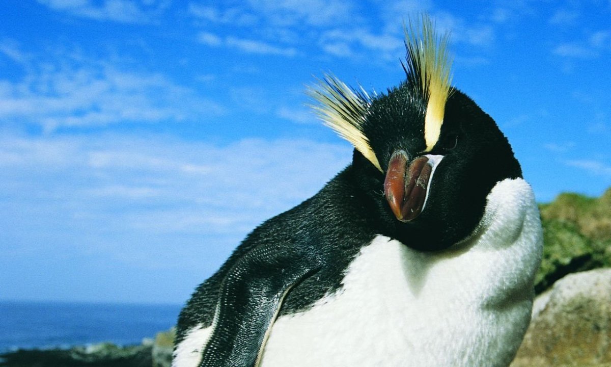 Пингвин с желтыми бровями