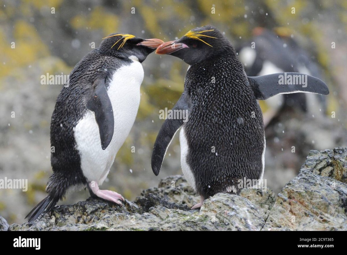 Снэрский хохлатый Пингвин