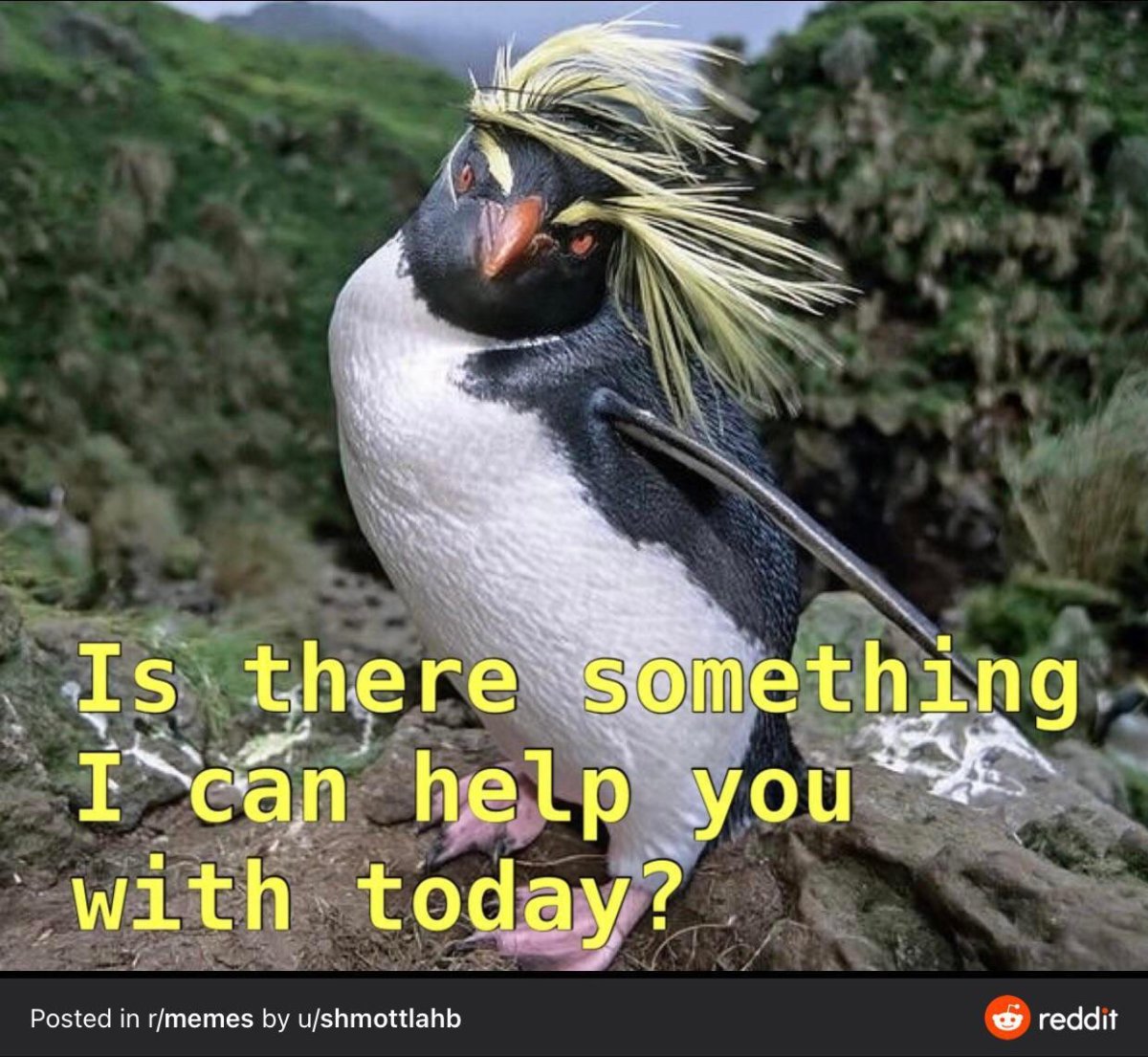 Пингвин Шлегеля Eudyptes schlegeli