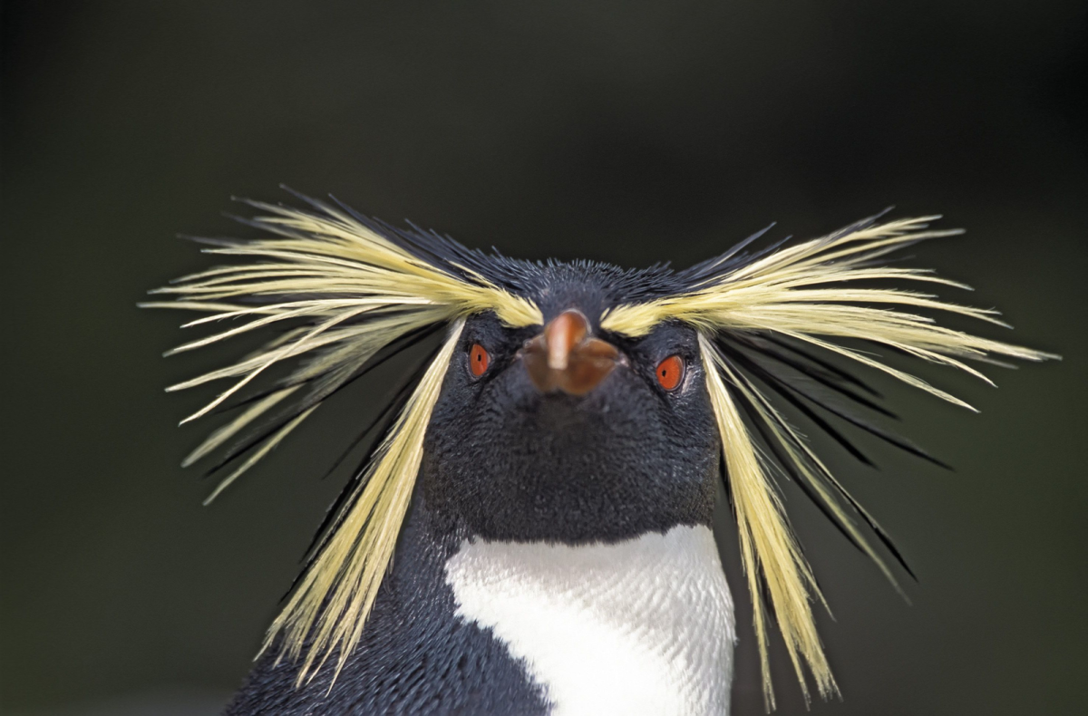 Золотоволосый Пингвин (Пингвин-Франт)