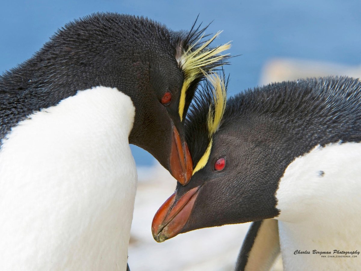 Золотоволосый Пингвин информация