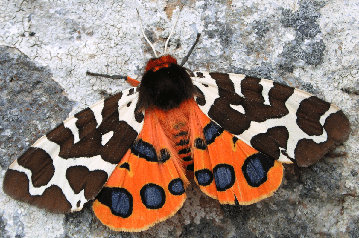 Садовый тигровый мотылек Arctia caja
