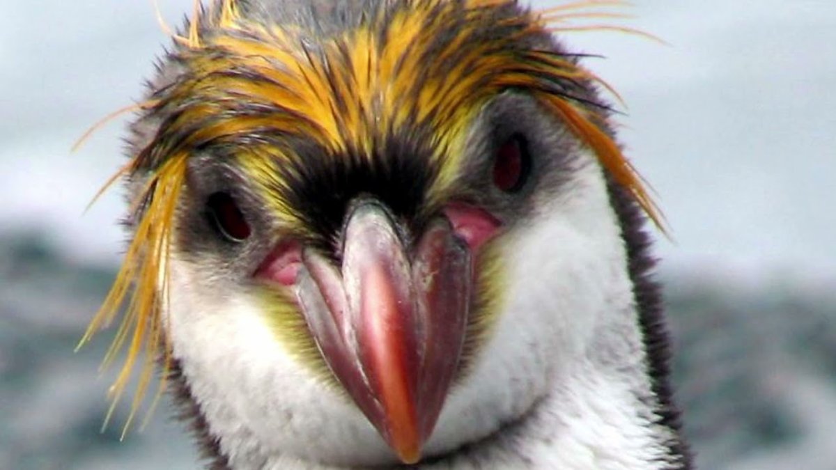 Пингвин Рокхоппера