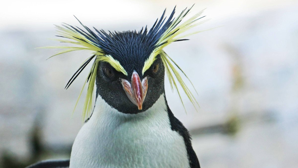 Пингвин Шлегеля Eudyptes schlegeli