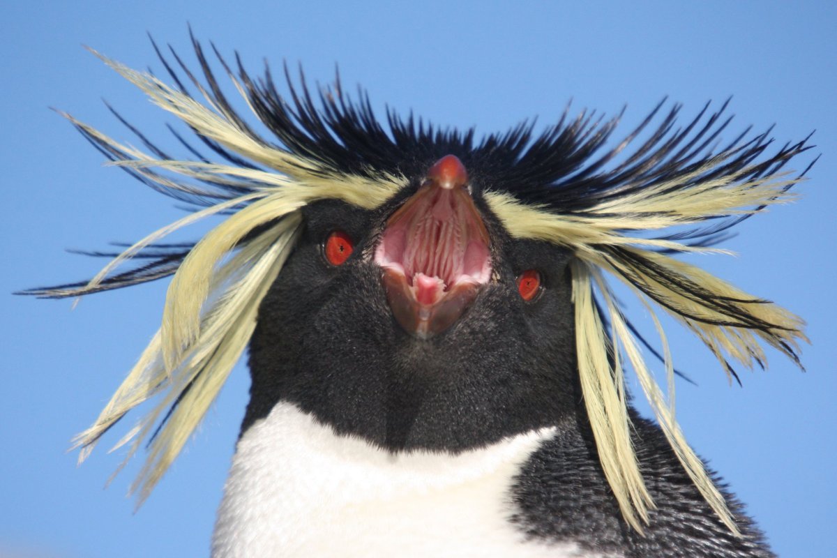 Пингвин Золотоволосый Eudyptes Chrysolophus