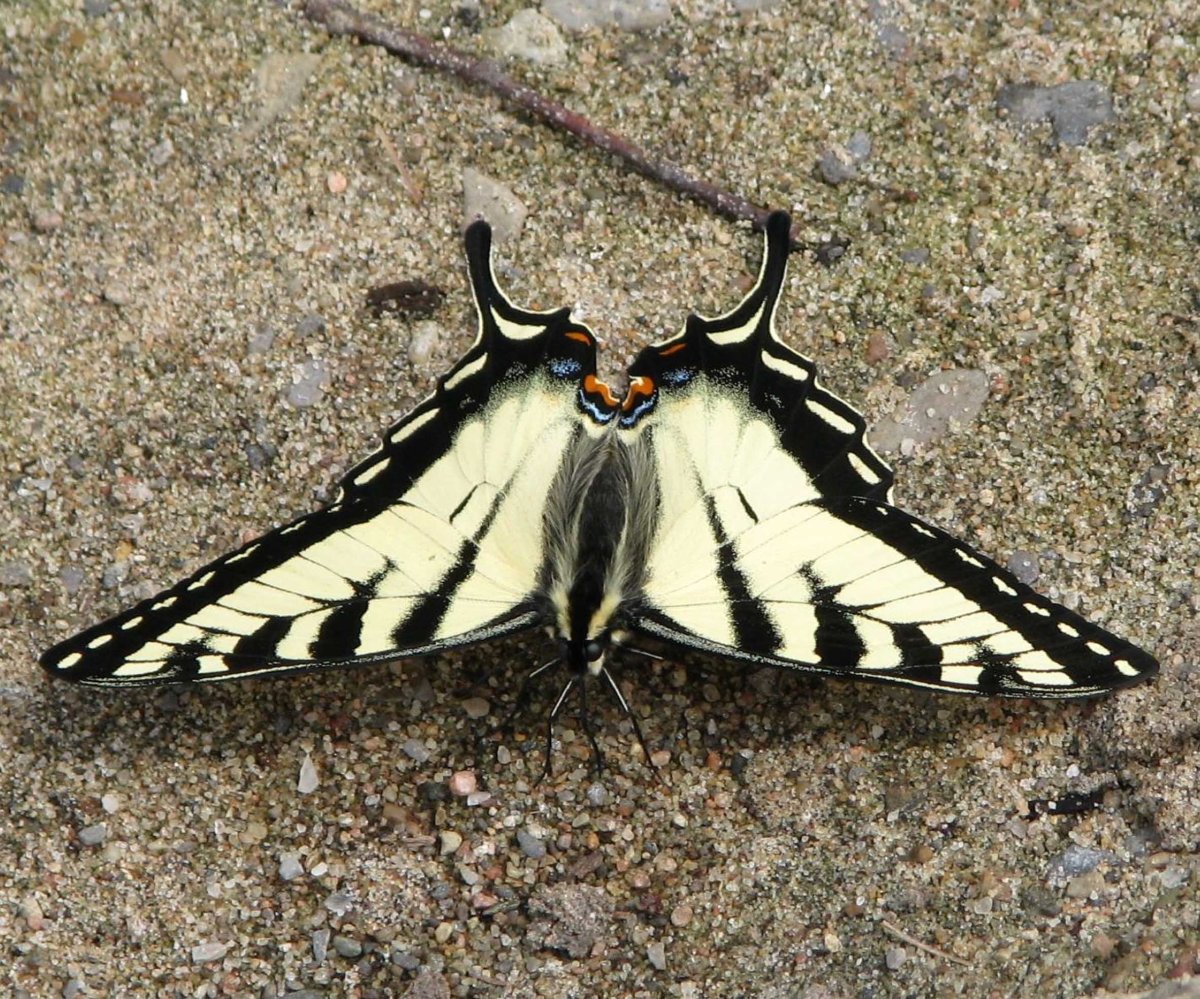 Canadian Tiger Swallowtail