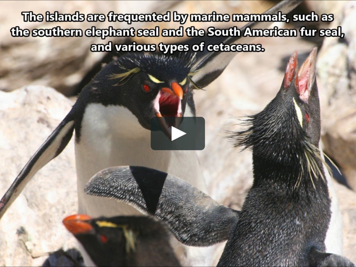 Золотоволосый Пингвин хохлатый Пингвин