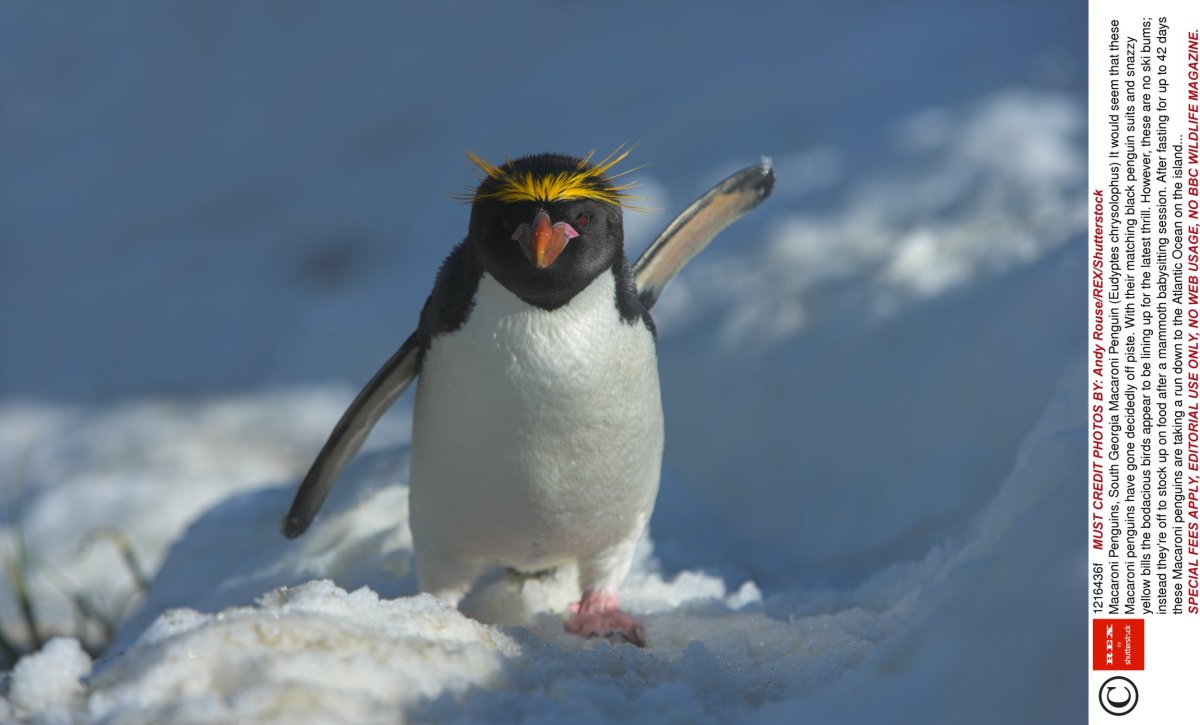 Клюв пингвина изнутри