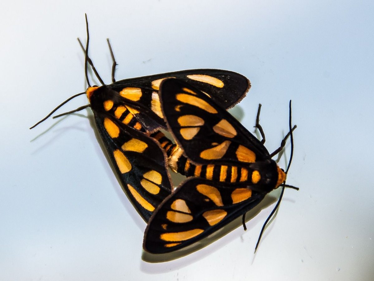 Бабочка с черно желтыми крыльями