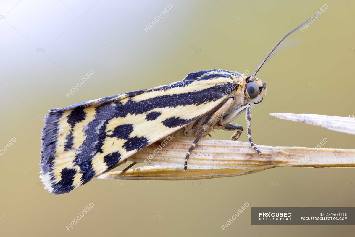 Девственная тигровая моль