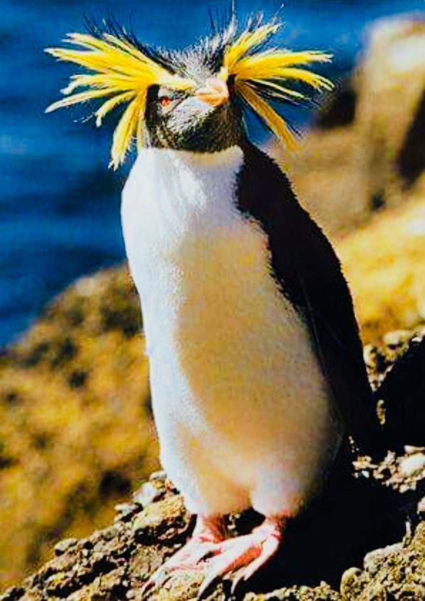 Златовласые пингвины (Eudyptes Chrysolophus)