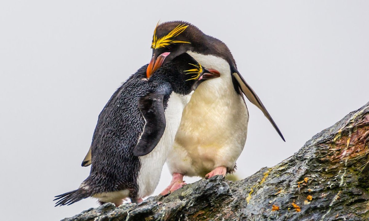 Северный хохлатый Пингвин