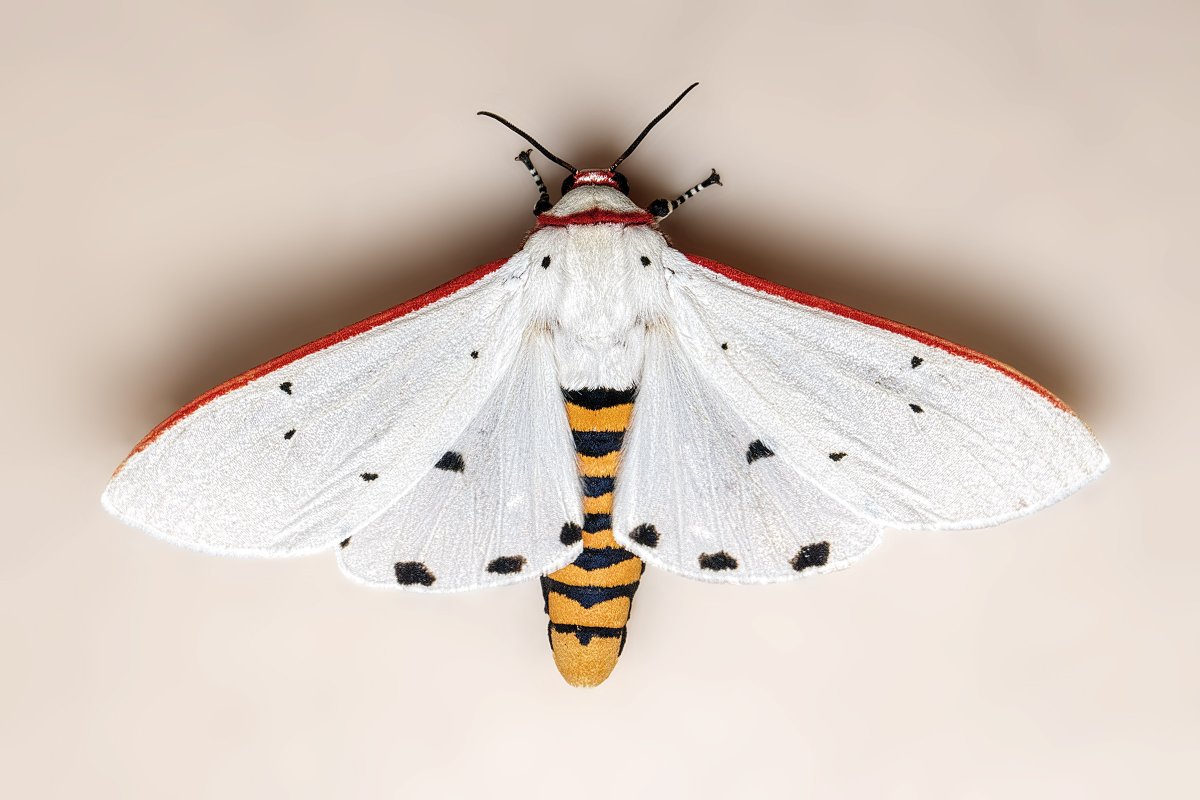 Чешуекрылые моль