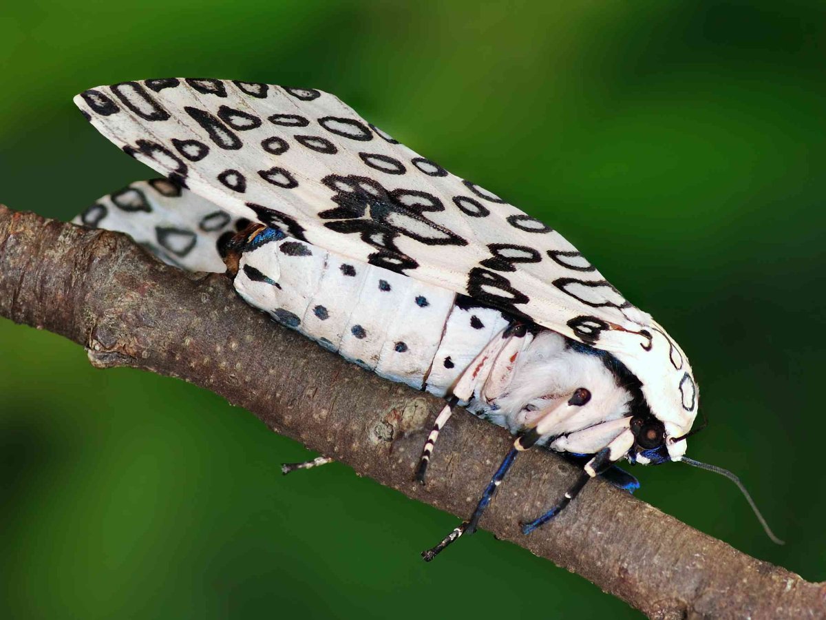 Леопардовая моль