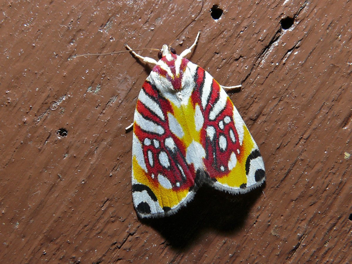 Цветная моль