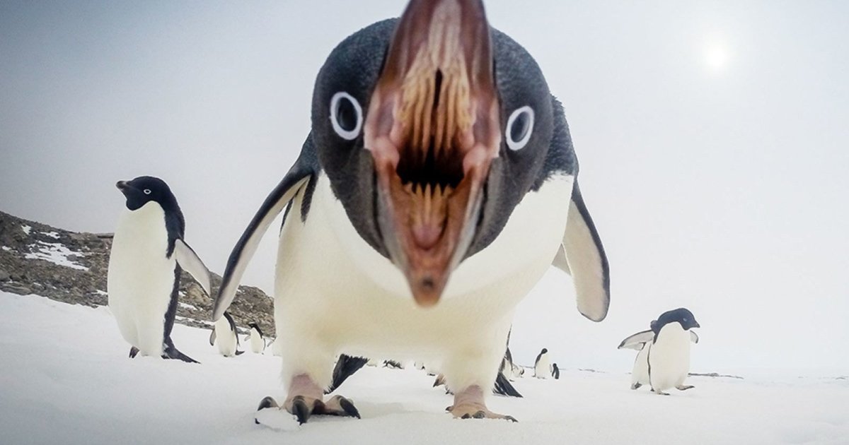 Золотоволосый Пингвин (Пингвин-Франт)