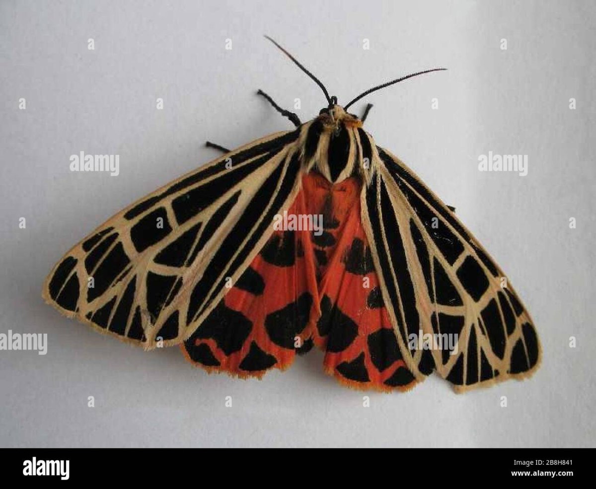 Тигровая моль