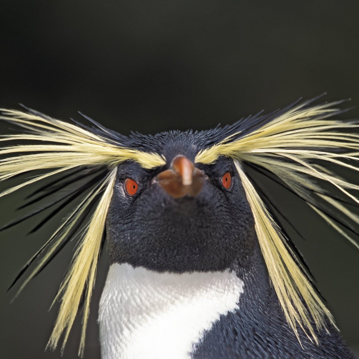 Снэрский хохлатый Пингвин