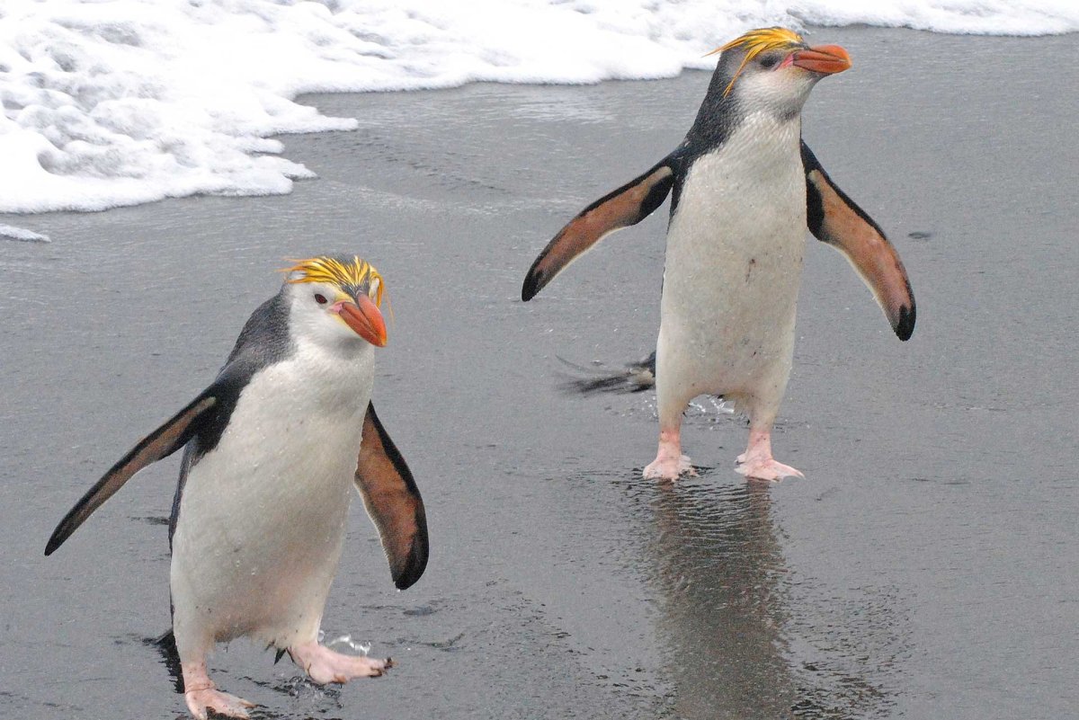 Королевский хохлатый Пингвин