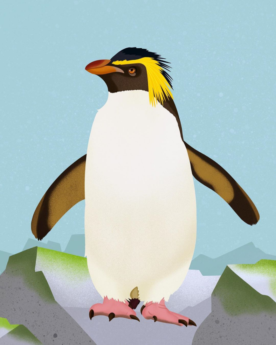 Золотоволосый Пингвин Франт