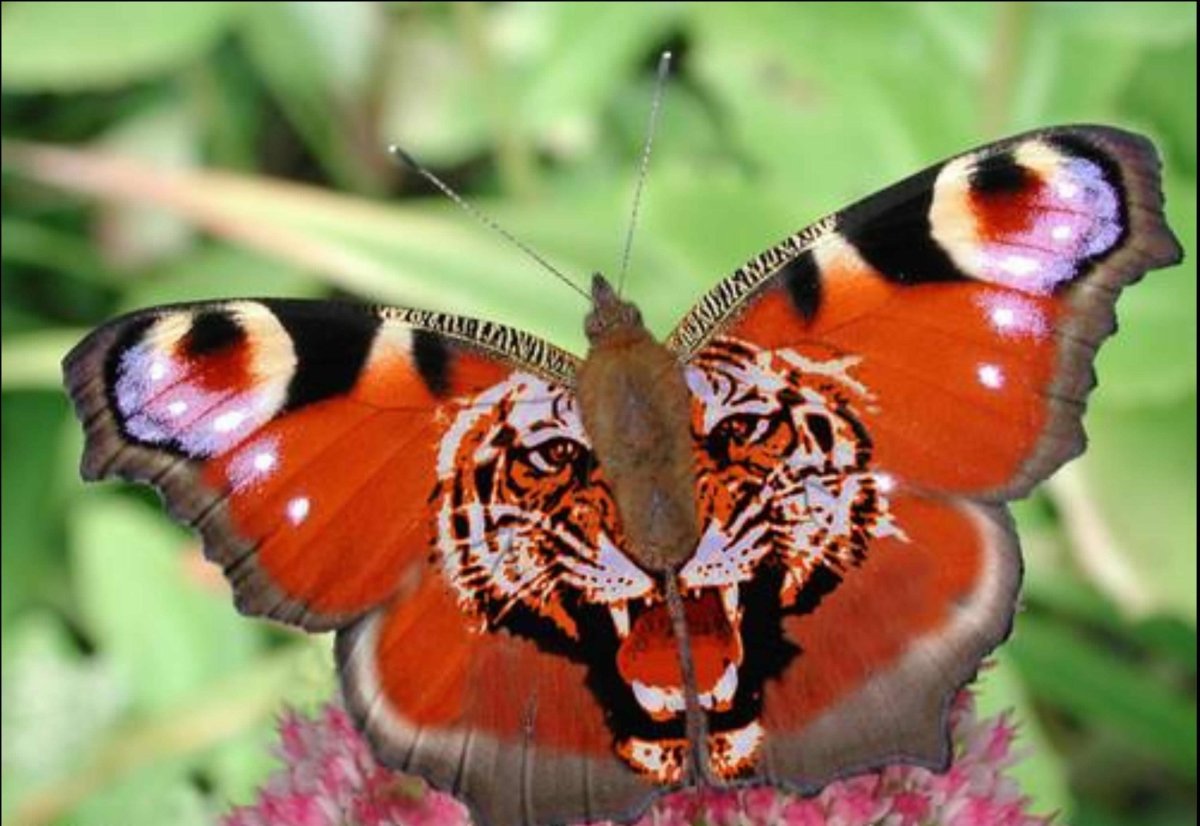 Тигровый мотылек