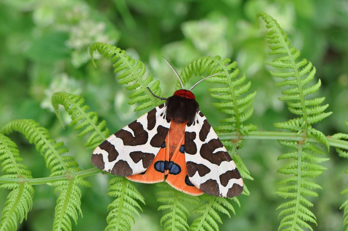 Садовая тигровая бабочка