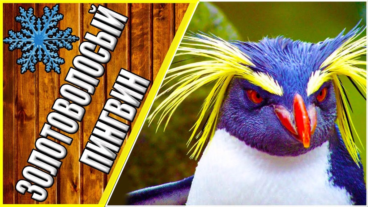 Королевский Пингвин зубы