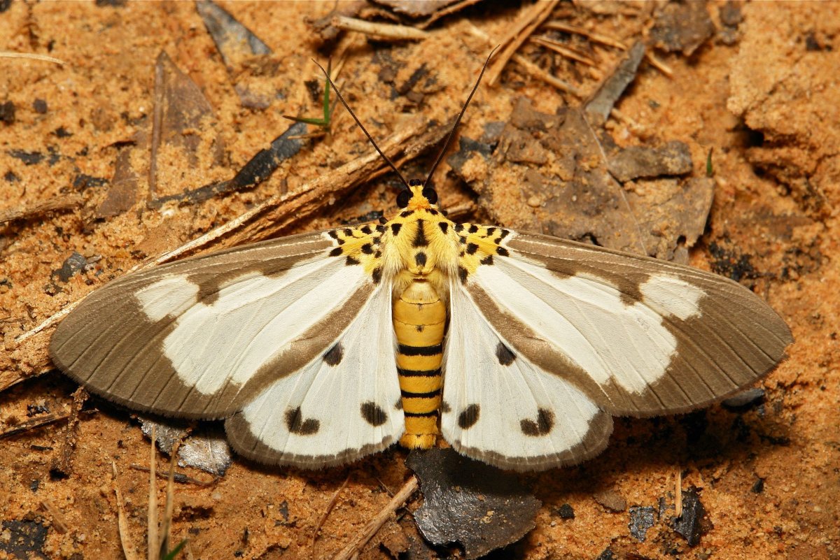 Бабочка мотылек и моль