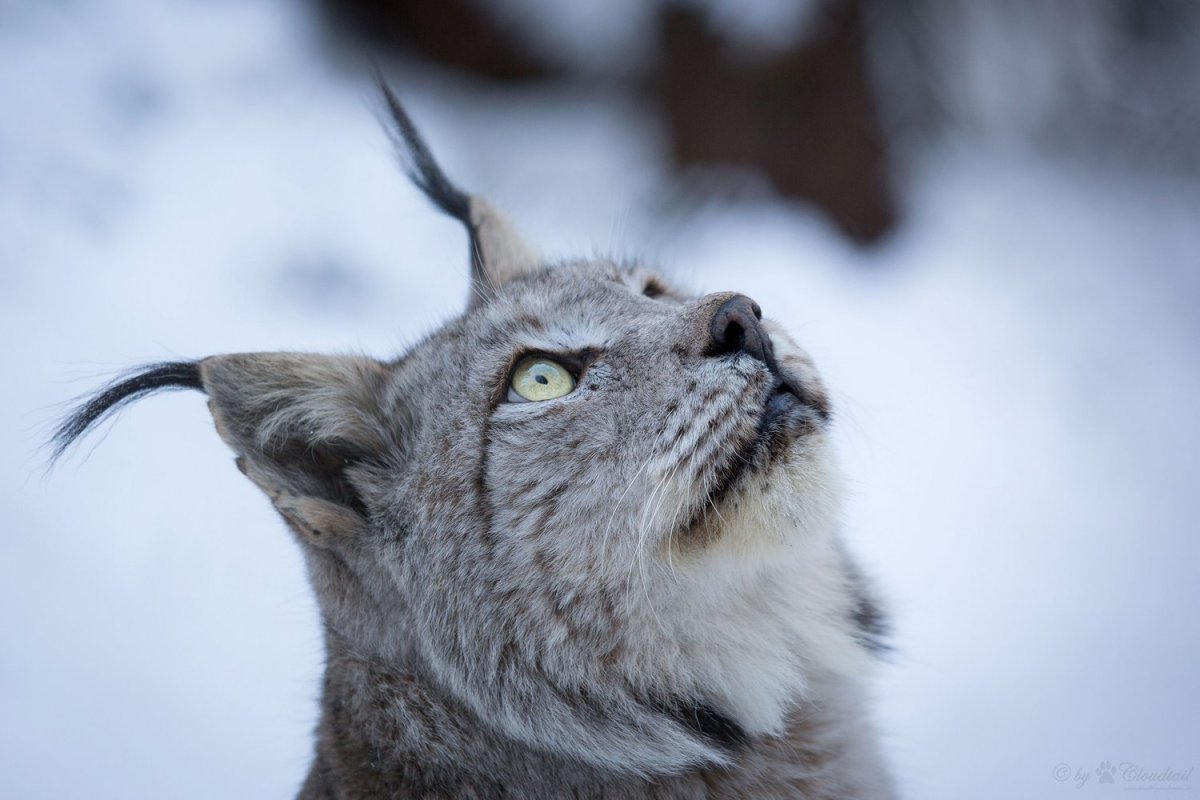 Рысь Дальневосточная