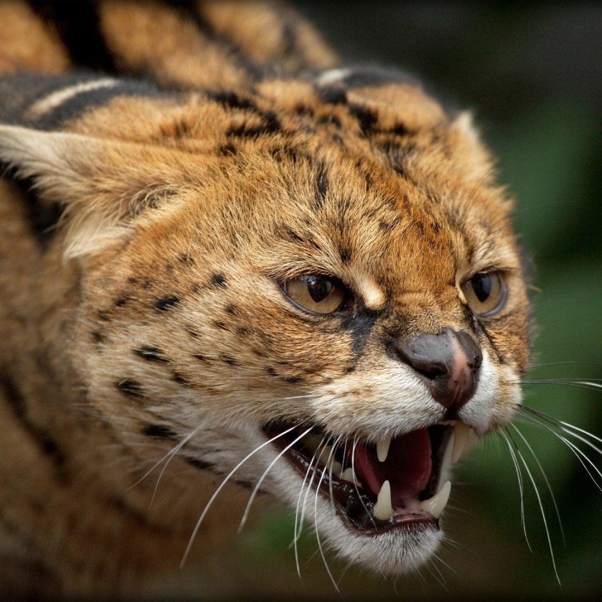 Звериный оскал