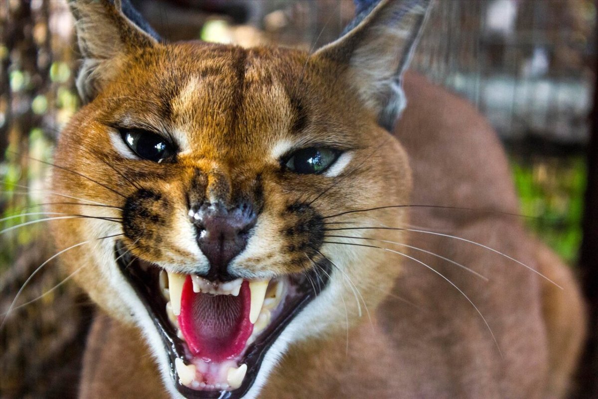 Пума каракал