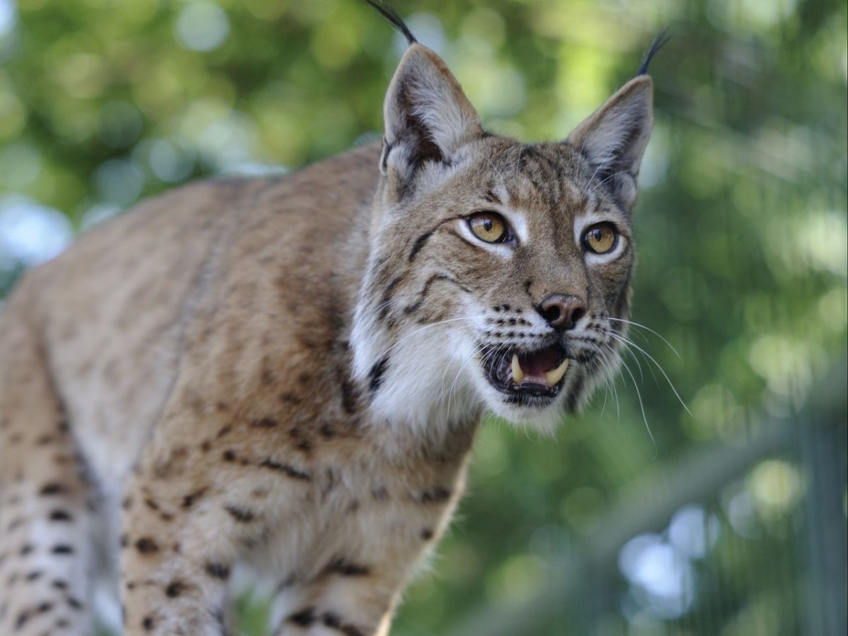 Грустная Рысь