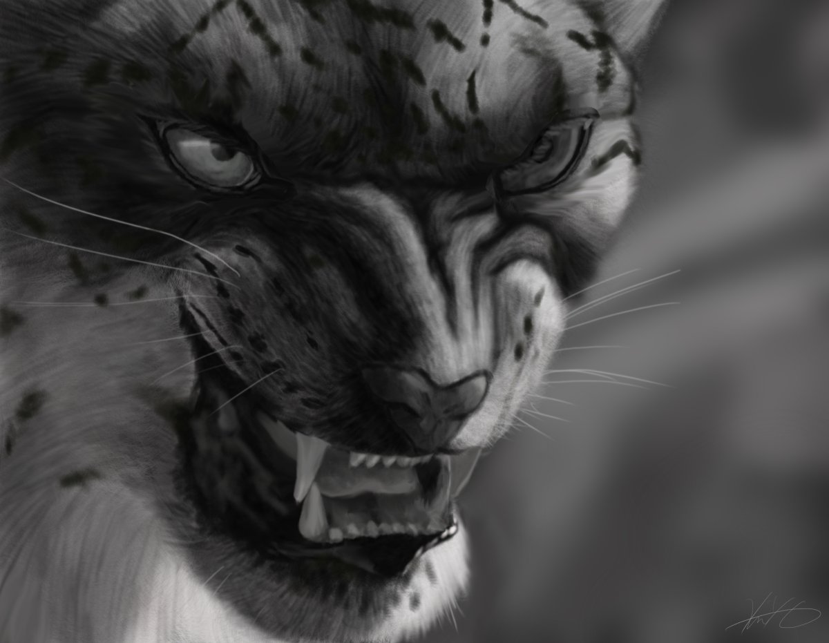 Рысь меланист