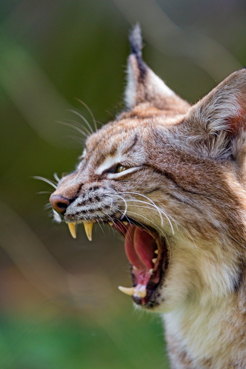 Сибирский Рысь Тайман