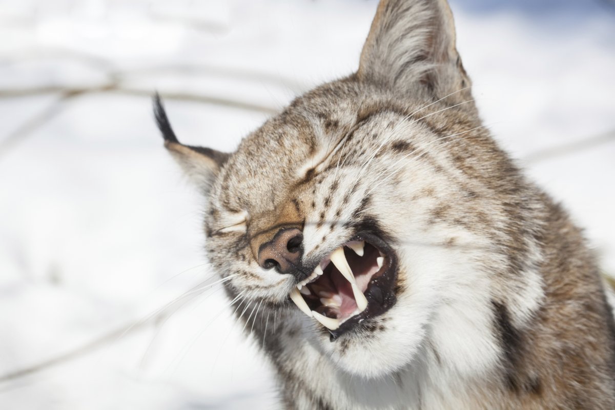 Рысь с открытым ртом фото