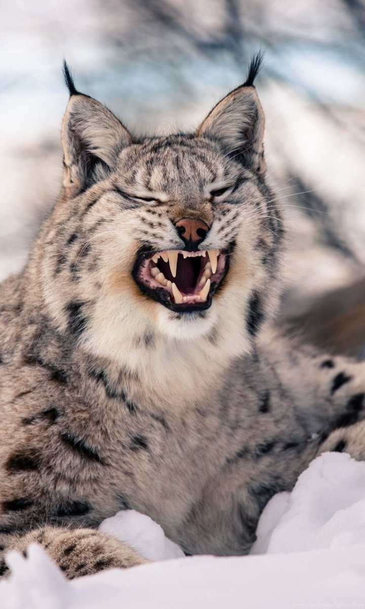 Леопард снежный Барс Ягуар